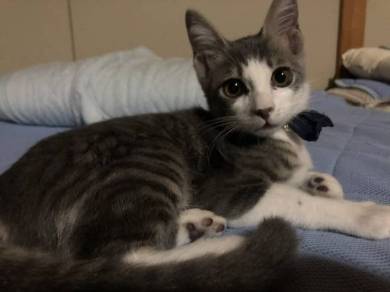 猫 シンバ君 カリカリ すっとぼけ