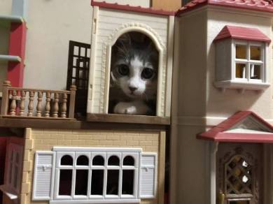 猫 シンバ君 カリカリ すっとぼけ