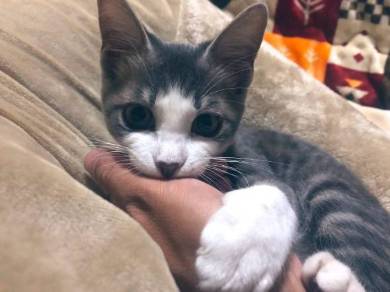 猫 シンバ君 カリカリ すっとぼけ