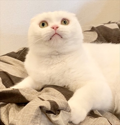 イメージがかわる猫ちゃん