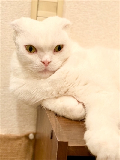 イメージがかわる猫ちゃん