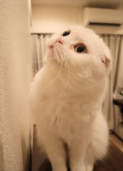 イメージがかわる猫ちゃん