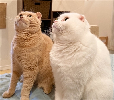 イメージがかわる猫ちゃん