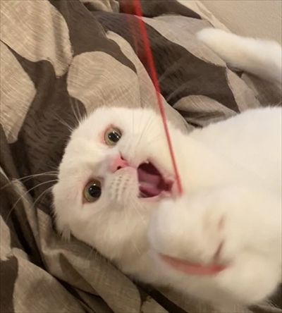 イメージがかわる猫ちゃん