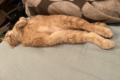 イメージがかわる猫ちゃん