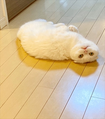 イメージがかわる猫ちゃん