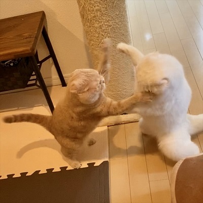 イメージがかわる猫ちゃん