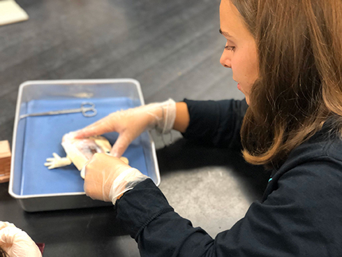 リアルすぎる人工カエルで解剖実験　フロリダ州の高校が世界に先駆け実施