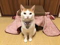「猫コタツ、はじめましたにゃ！」　猫用コタツを満喫する猫ちゃん　ご満悦な表情がかわいい
