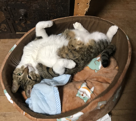 ミニャストローネ