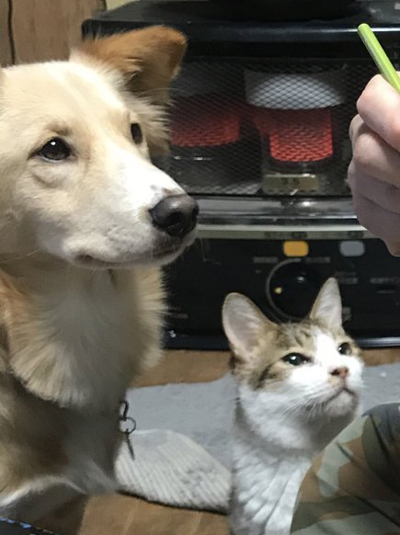 すごいプレッシャーでうどんアップ犬猫