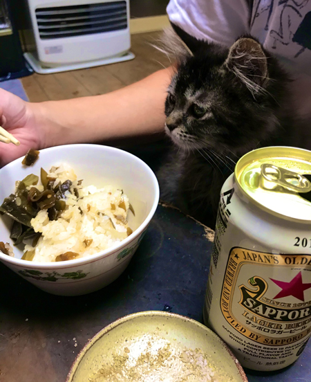 膝の上猫ちゃん