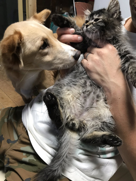 ワンコとニャンコ