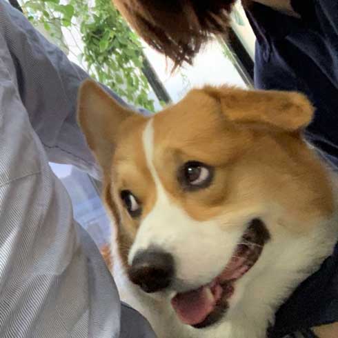 コーギー 面白い 表情 犬 なんやこいつら 顔 ラッキー