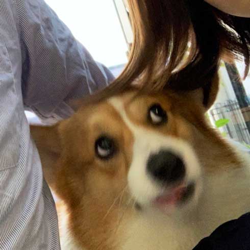 コーギー 面白い 表情 犬 なんやこいつら 顔 ラッキー