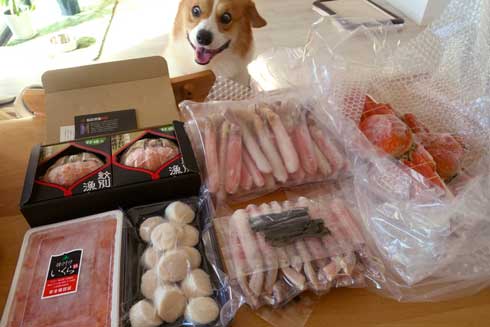 コーギー 面白い 表情 犬 なんやこいつら 顔 ラッキー