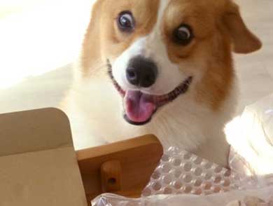 コーギー 面白い 表情 犬 なんやこいつら 顔 ラッキー