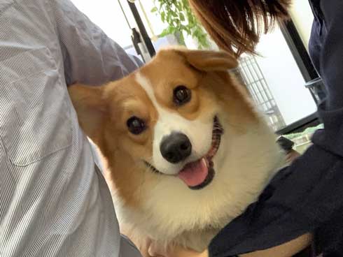 コーギー 面白い 表情 犬 なんやこいつら 顔 ラッキー