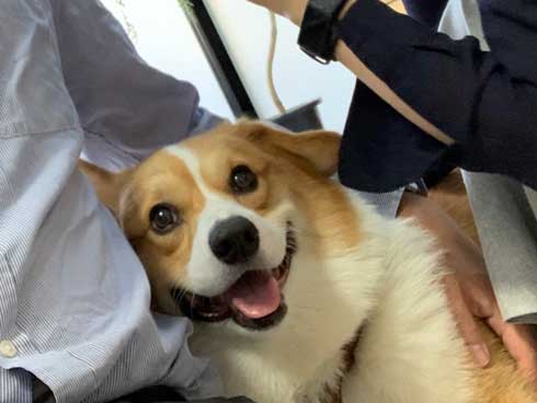 コーギー 面白い 表情 犬 なんやこいつら 顔 ラッキー