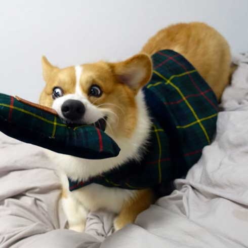 コーギー 面白い 表情 犬 なんやこいつら 顔 ラッキー