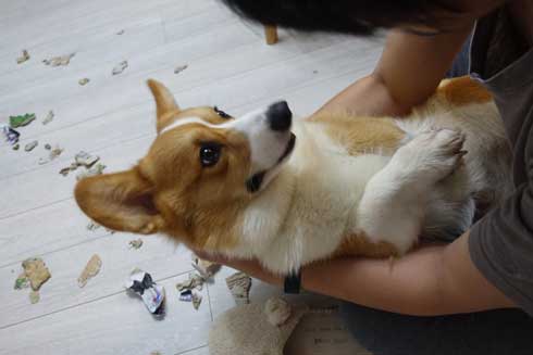 コーギー 面白い 表情 犬 なんやこいつら 顔 ラッキー