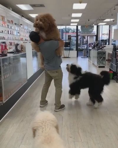 抱っこ大好きでかわんこ