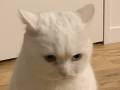 猫毛100％の仕上がりですにゃ　飼い主さんのコートを勝手にリフォームしちゃったネコ職人さん
