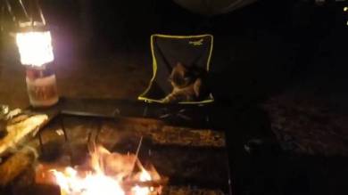 キャンプ 猫 キャブヘイ