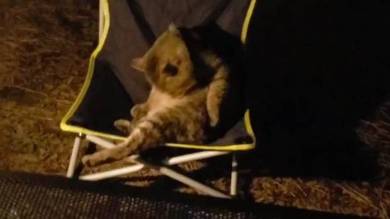 キャンプ 猫 キャブヘイ