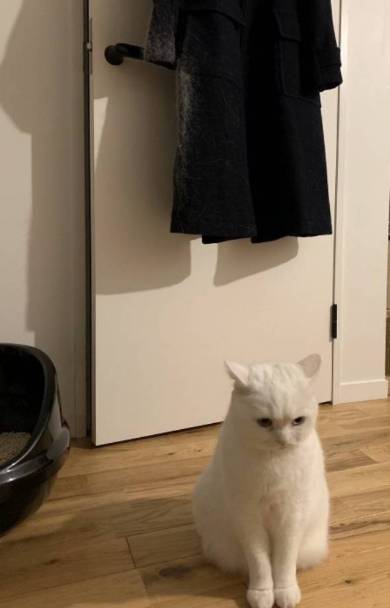 猫毛100％ てふちゃん