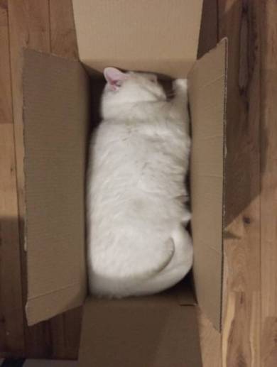 猫毛100％ てふちゃん