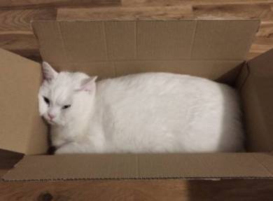 猫毛100％ てふちゃん