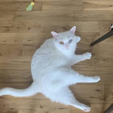 猫毛100％ てふちゃん