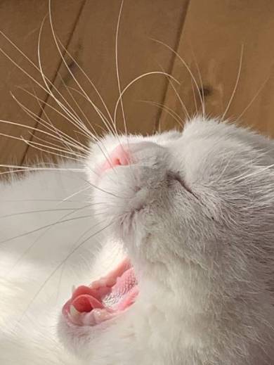 猫毛100％ てふちゃん