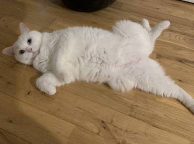 猫毛100％ てふちゃん