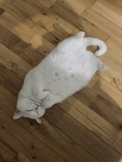 猫毛100％ てふちゃん