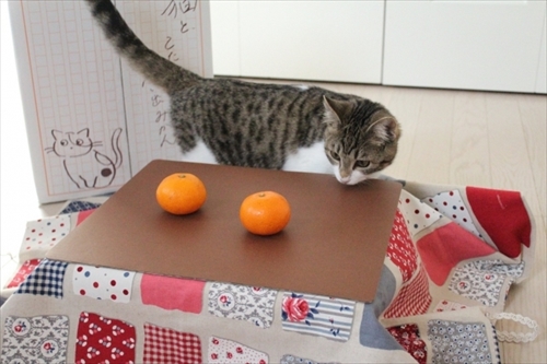 こたつ付きみかん