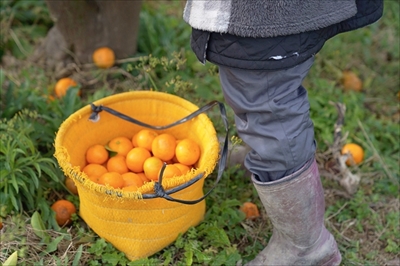 こたつ付きみかん