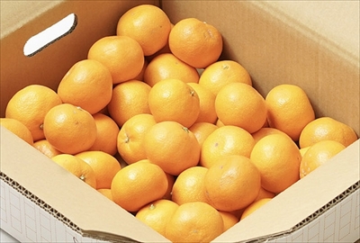 こたつ付きみかん