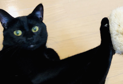 ブラッシング拒否黒猫アップ