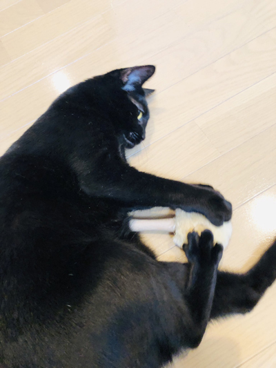 ブラシけり黒猫