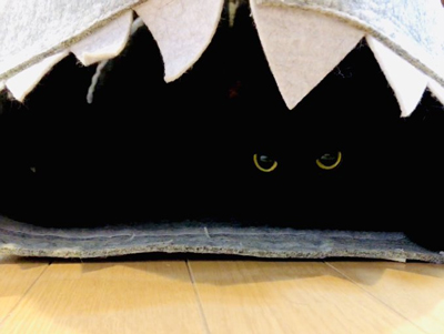 ハロウィーンごまめさん