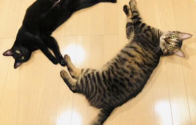 にまめさんごまめさんサークル