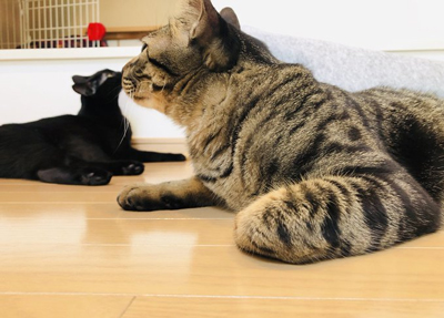 遠距離ちゅーするにまめさんごまめさん