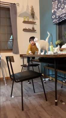 猫 子守 シッター プロ 椅子 テーブル 上がる 子ども 息子 ガード 賢い