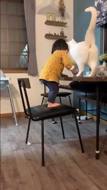 猫 子守 シッター プロ 椅子 テーブル 上がる 子ども 息子 ガード 賢い