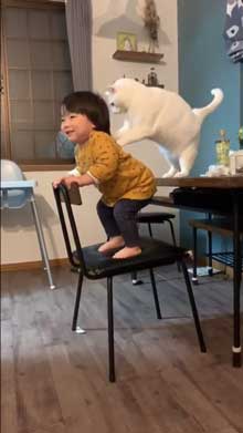 猫 子守 シッター プロ 椅子 テーブル 上がる 子ども 息子 ガード 賢い