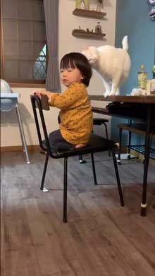 猫 子守 シッター プロ 椅子 テーブル 上がる 子ども 息子 ガード 賢い