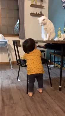 猫 子守 シッター プロ 椅子 テーブル 上がる 子ども 息子 ガード 賢い