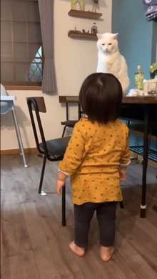 猫 子守 シッター プロ 椅子 テーブル 上がる 子ども 息子 ガード 賢い